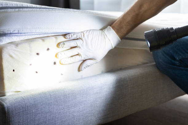 Best Emergency Pest Control  in Eureka Springs, AR