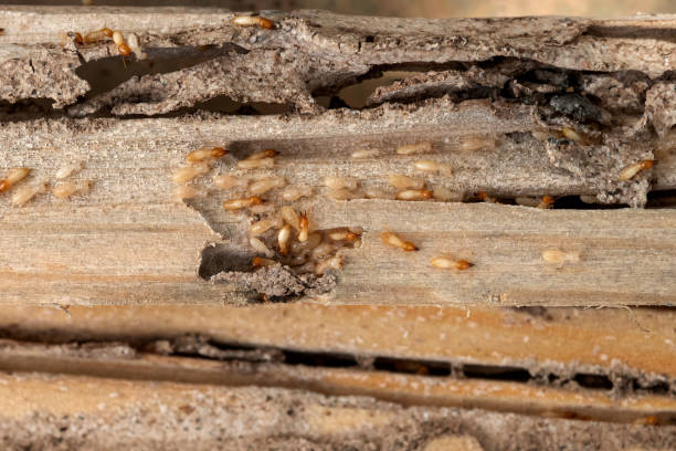 Best Termite Control Services  in Eureka Springs, AR